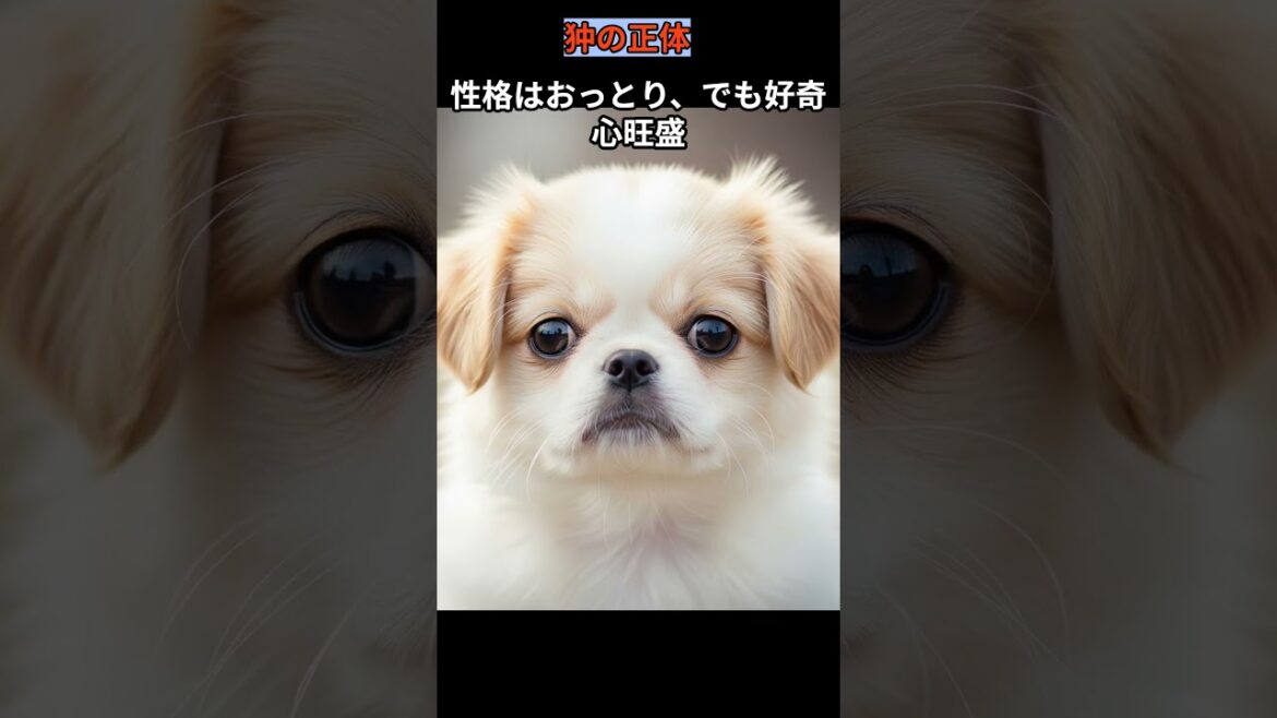 狆（ちん）の正体
