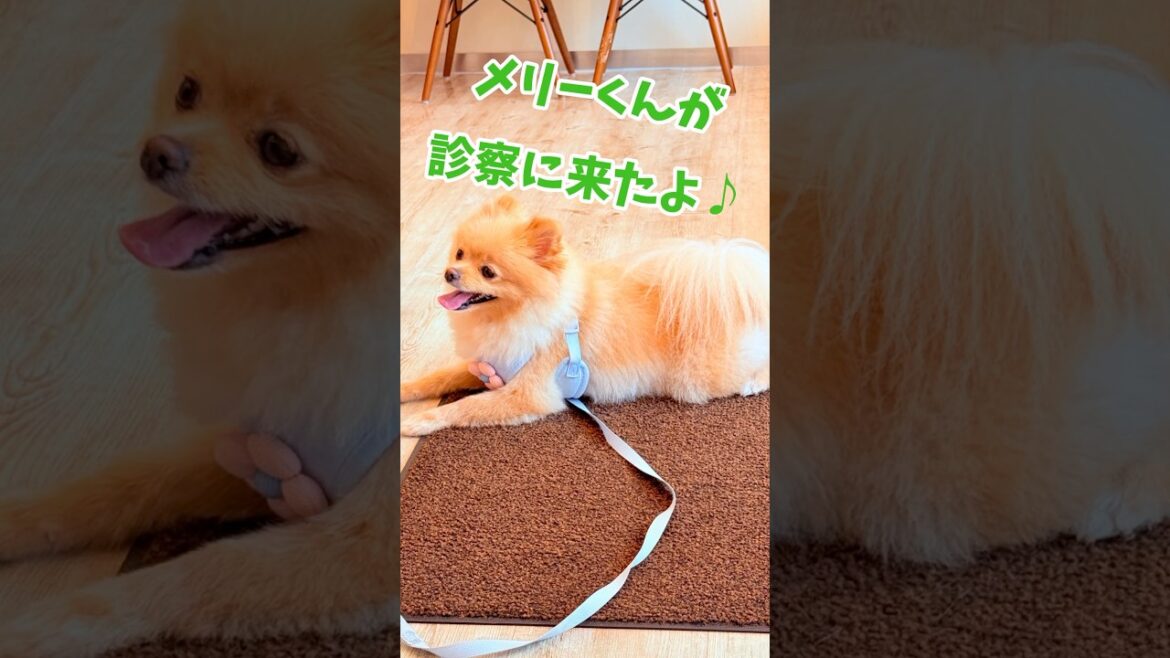 ポメラニアンのメリーくんが診察に来たよ#こもれびペットクリニック #動物病院 #可愛い #dog #犬のいる生活 #メリー #ポメラニアン #ぽめすたぐらむ #pomeraniandog