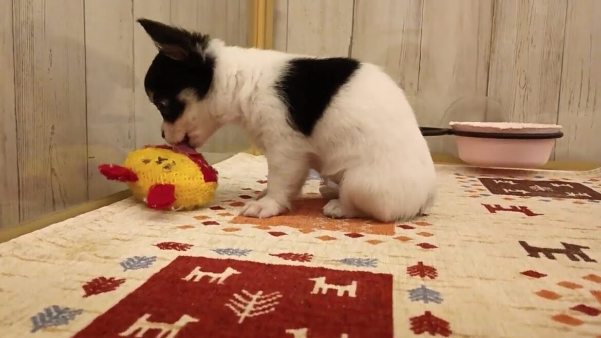 ロングコートチワワ　女の子　2025/5/25生まれ