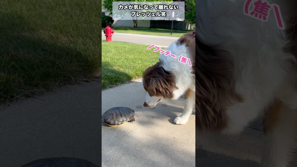 カメの行く末を気にする心優しい大型犬#オーストラリアンシェパード#かわいい犬 #癒し カメの行く末を気にする心優しい大型犬#オーストラリアンシェパード#かわいい犬 #癒し