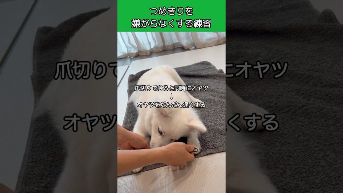 【爪を触るのに慣れる練習】日本スピッツのぽとふくん