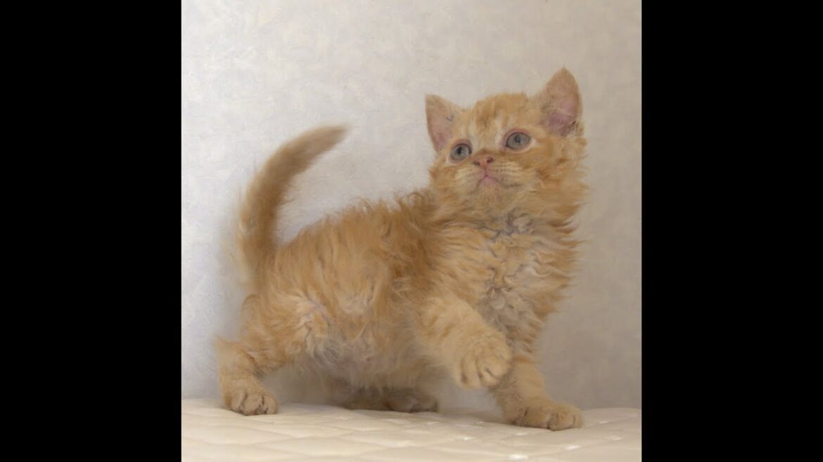 セルカークレックス子猫　Selkirk Rex　2025.5.28産まれ　レッドタビー　巻き毛　セミロング　男の子　シーダキャット猫のお店