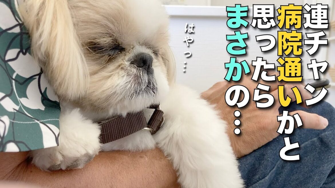 【シーズー】連チャン病院通いかと思いきやまさかの・・・【396】