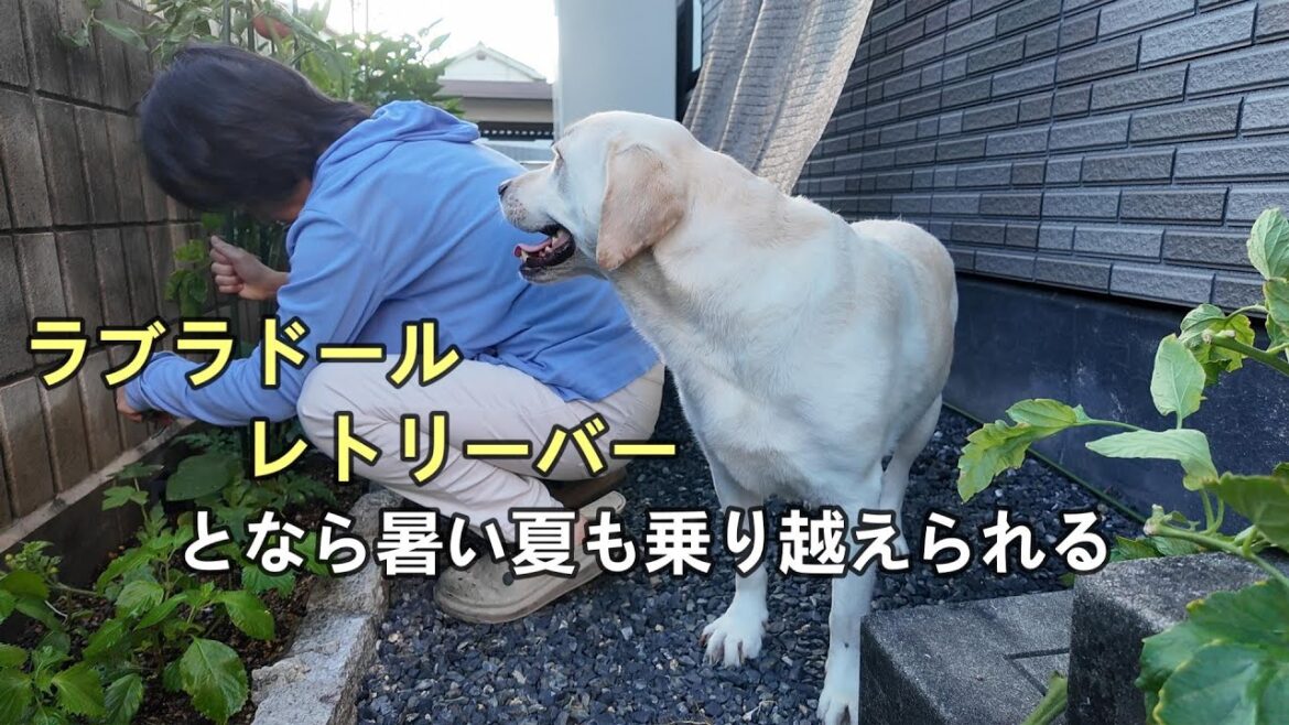 ラブラドールレトリーバーとなら暑い夏🌻も乗り越えられる
