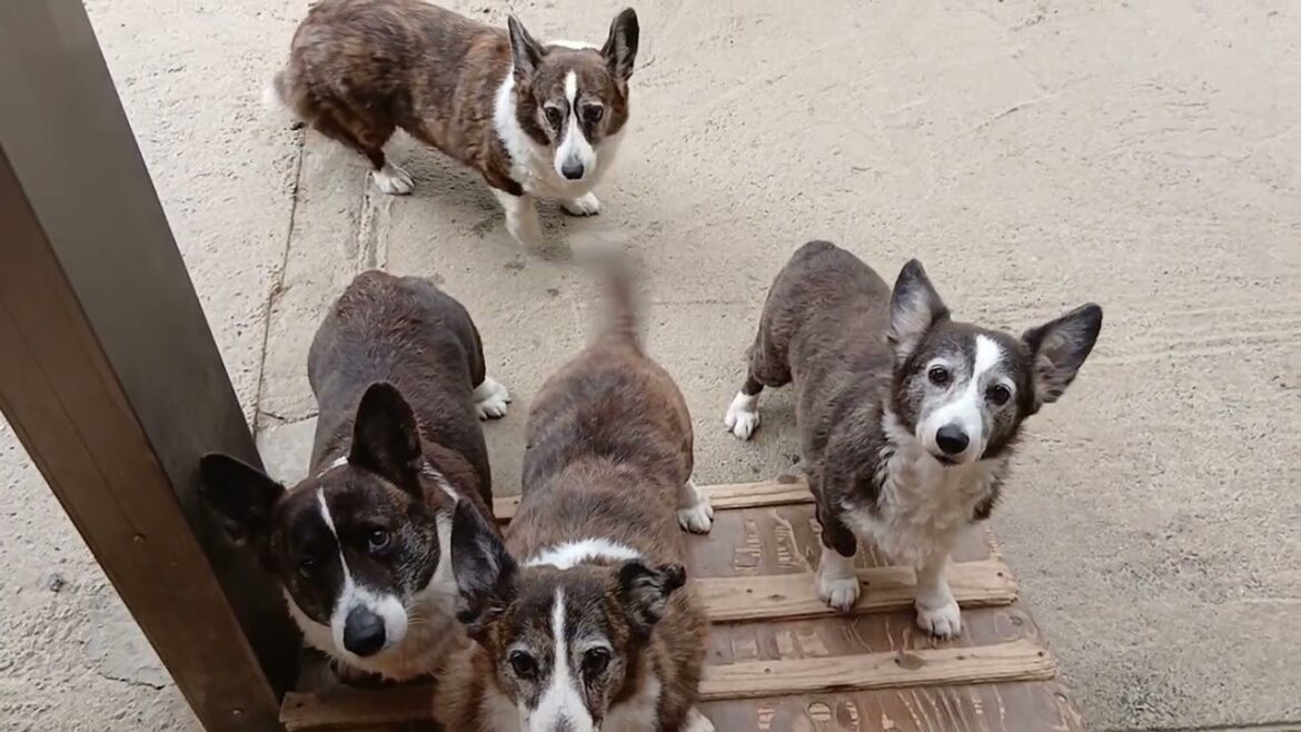 コーギー・カーディガン　呼び込みチャレンジ！【初回編】