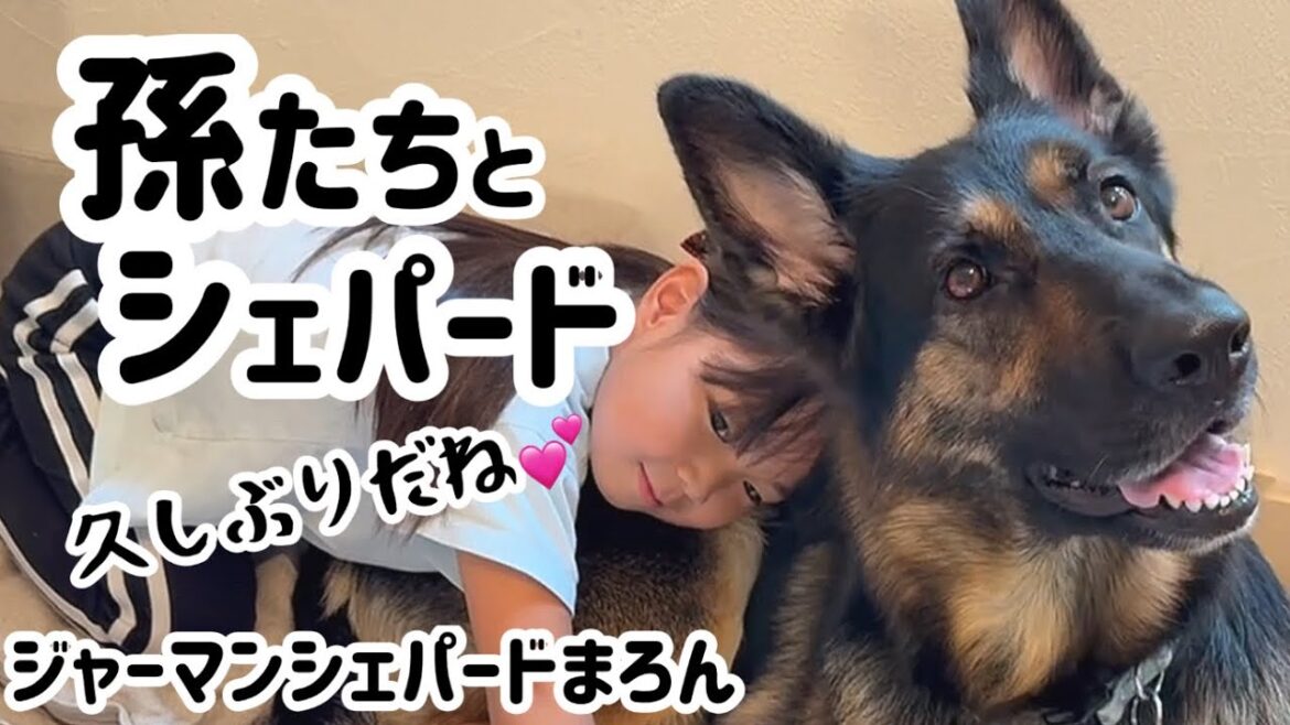 孫たちと久しぶりに会ったら…シェパードまろん大興奮💕😂大変なことになりました!😳【ジャーマンシェパード】 孫たちと久しぶりに会ったら…シェパードまろん大興奮💕😂大変なことになりました!😳【ジャーマンシェパード】