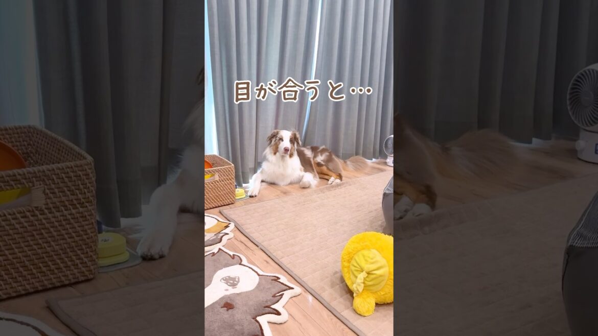 目が合うだけで凄い嬉しくなっちゃう犬が可愛いすぎて幸せ😂【オーストラリアンシェパード・ボーダーコリー】#shorts
