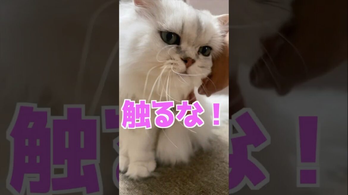 触るな❗️無理無理許して💛ひめちゃん編#ペルシャ猫 #猫好きさんと繋がりたい #猫 #cat