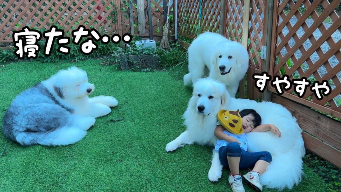 【ついに…】どんな時でも３歳児を受け入れる超大型犬が優しすぎました｜グレートピレニーズ&オールドイングリッシュシープドッグ&トイプードル