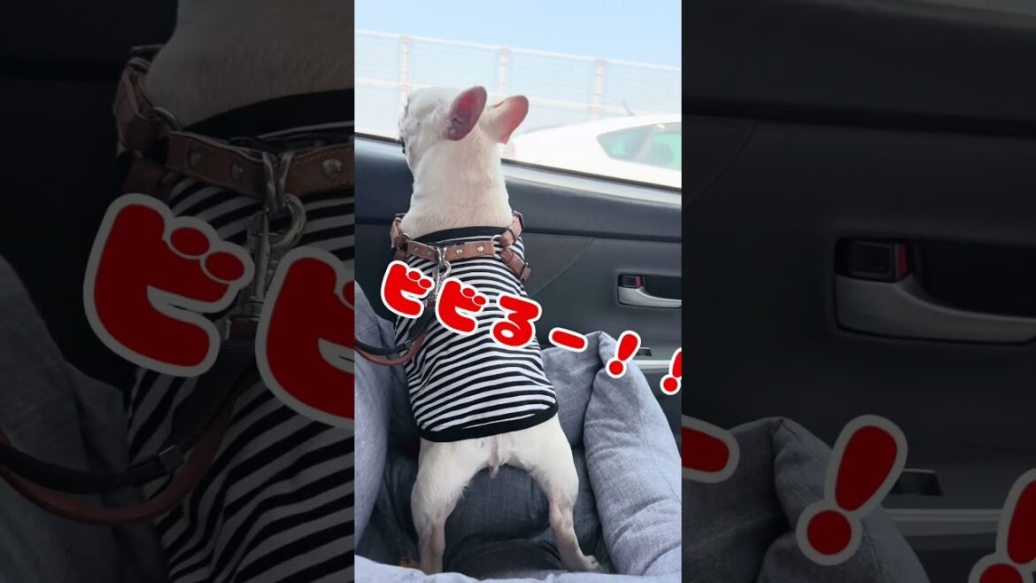 #フレンチブルドッグ ＃犬 #dog #frenchbulldog