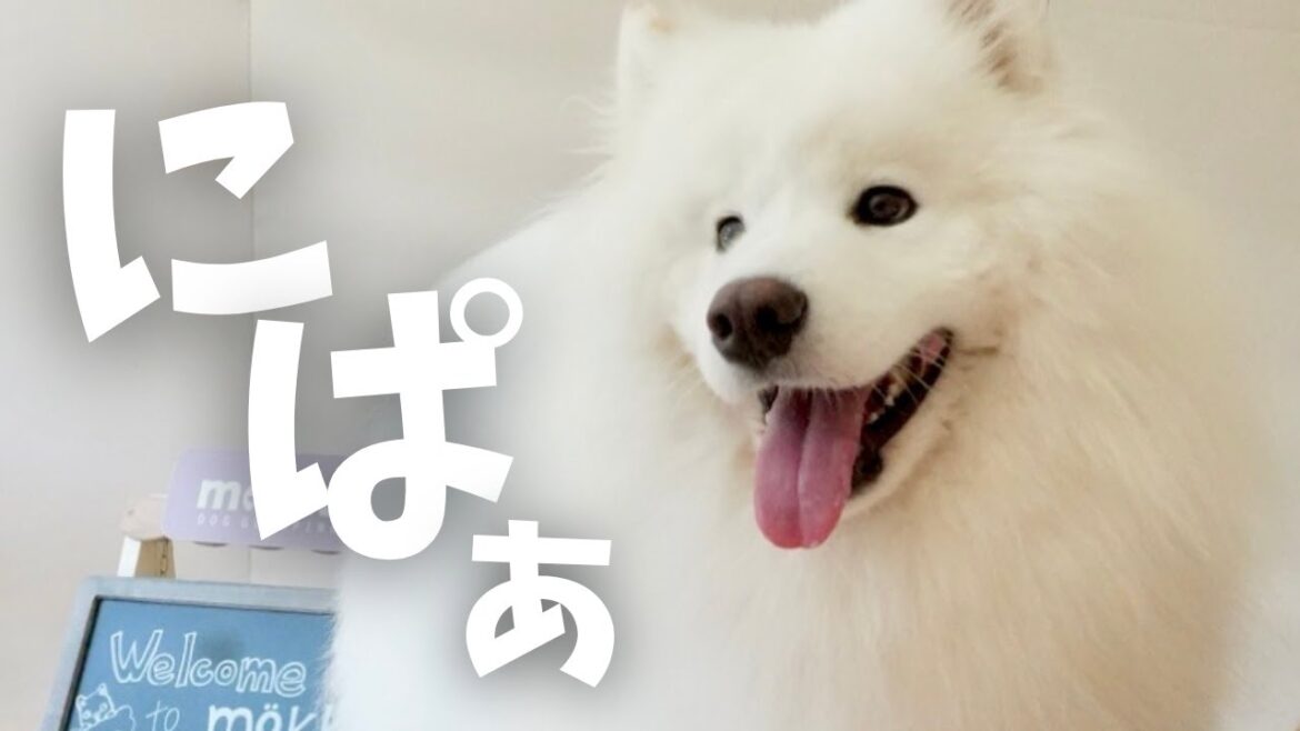 お部屋で遊び回るサモエドが可愛すぎた日