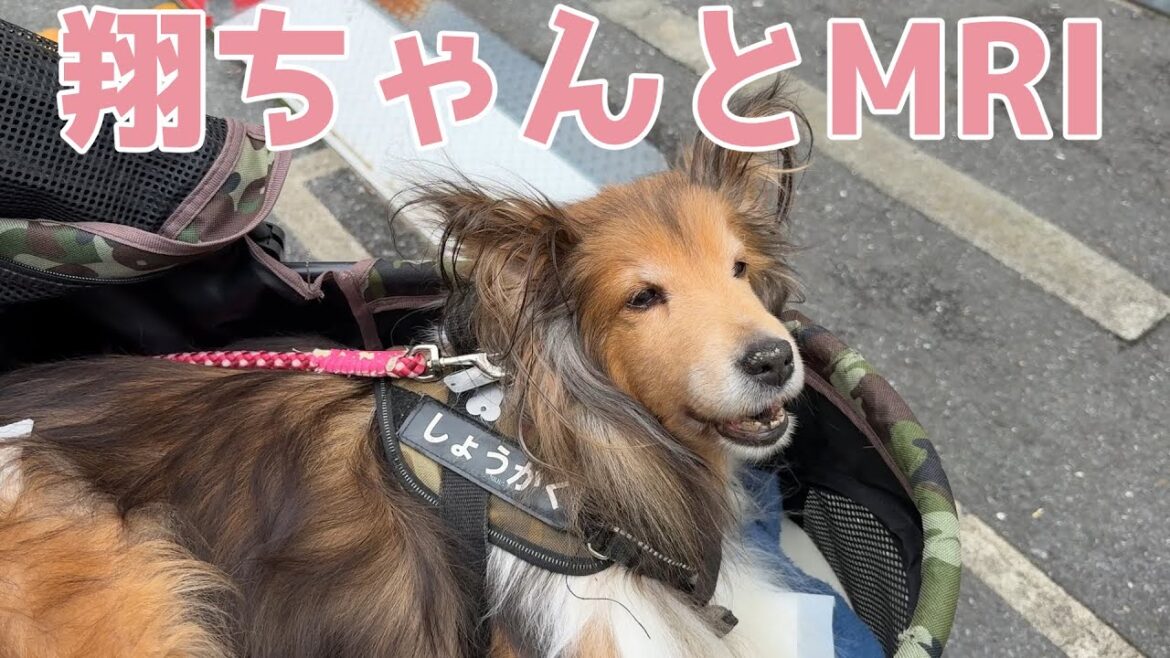 【シェルティ】翔ちゃんとMRI😢【とっても頑張りました】