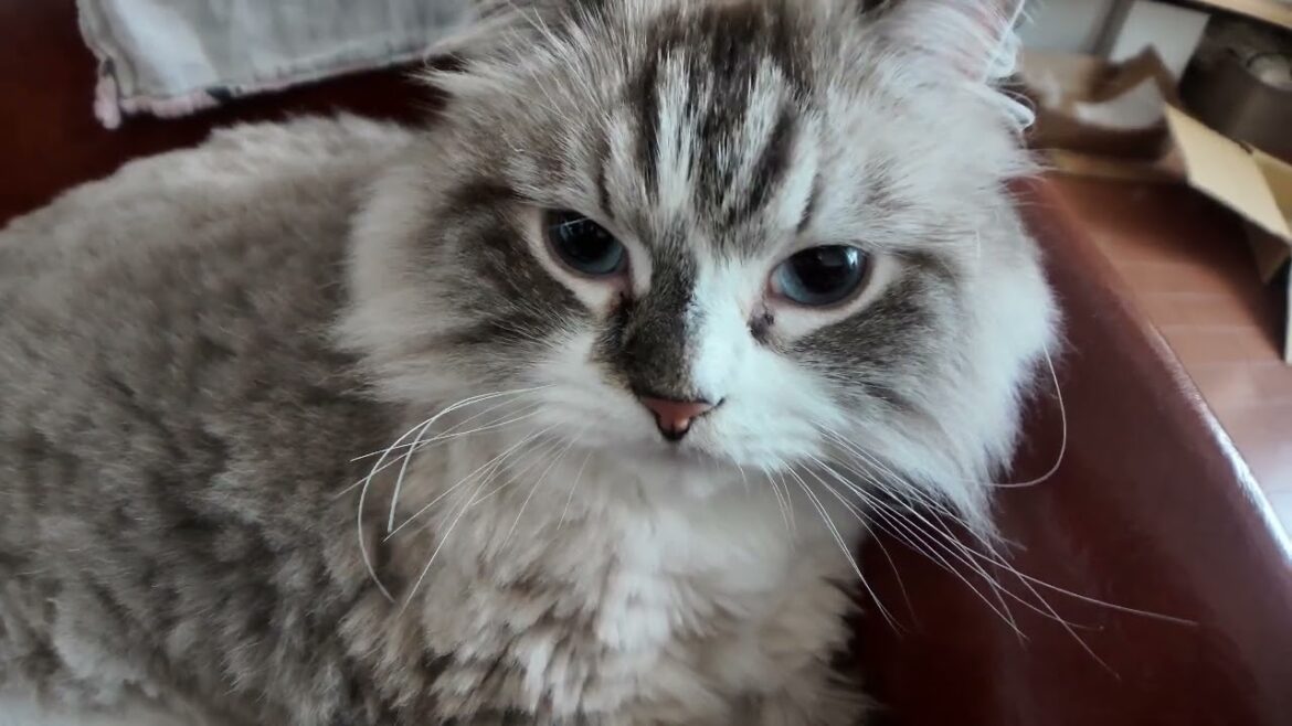 サイベリアン　ジロの穏やかな生活１ Siberian Giro's Peaceful Life 1