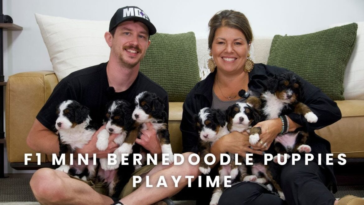 デビーのF1ミニバーニードゥードルの子犬たち | 子犬の遊び時間! | 子犬の最新情報 デビーのF1ミニバーニードゥードルの子犬たち | 子犬の遊び時間! | 子犬の最新情報