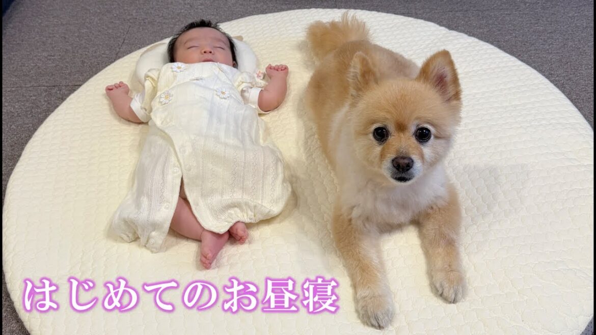赤ちゃんを優しく寝かしつけるポメラニアンが可愛過ぎました… 赤ちゃんを優しく寝かしつけるポメラニアンが可愛過ぎました…