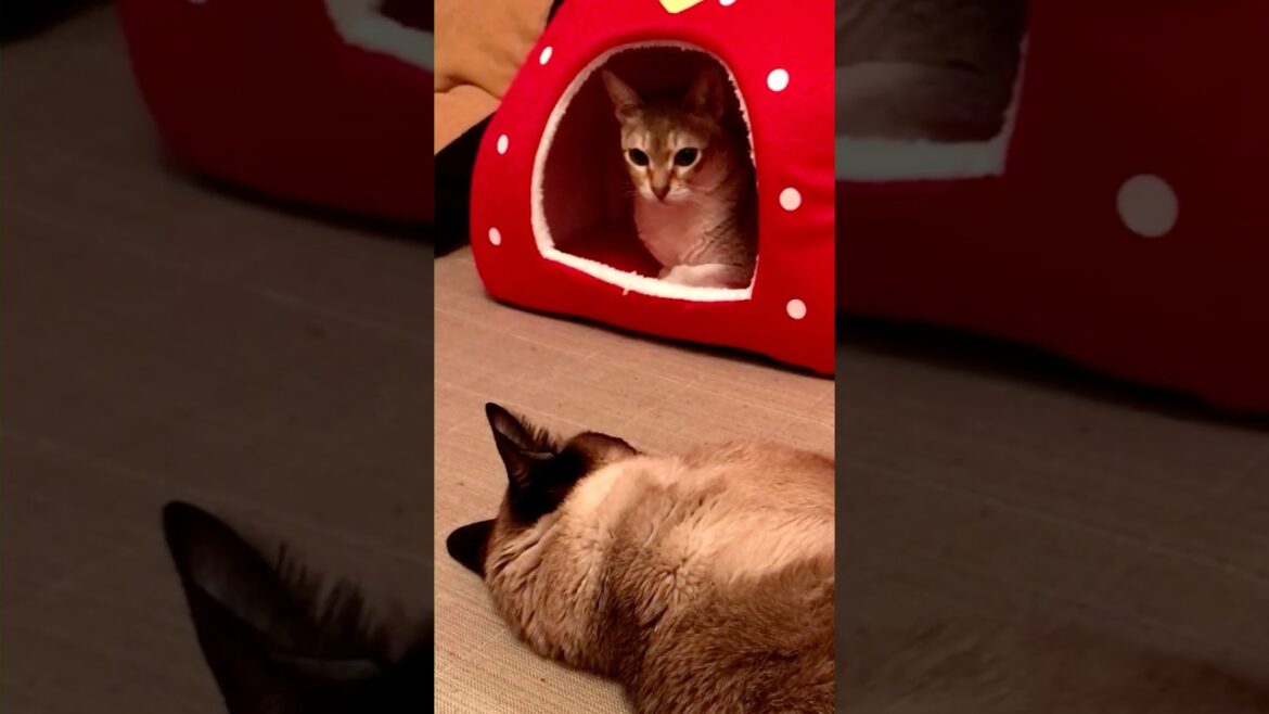 大はしゃぎでいちごハウスに飛びこんじゃうシンガプーラとたぬき猫なのにゃ♪ #cat #シンガプーラ #トンキニーズ#たぬき猫#singapura#tonkinese