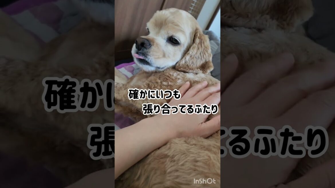 オス犬同士は大変？ #shorts #アメリカンコッカースパニエル #トイプードル