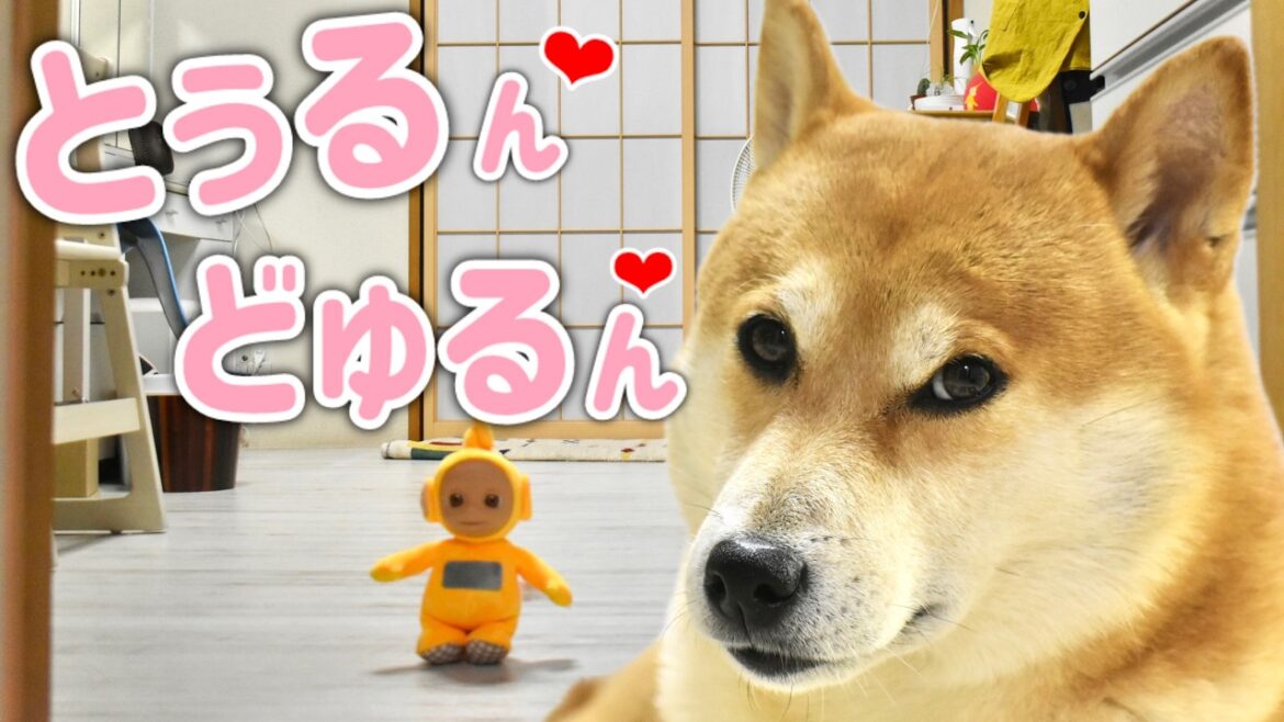 アイデンティティを脱ごうか迷う柴犬こむぎ【あるじのステップ】〜全ての紫陽花に愛を込めて〜