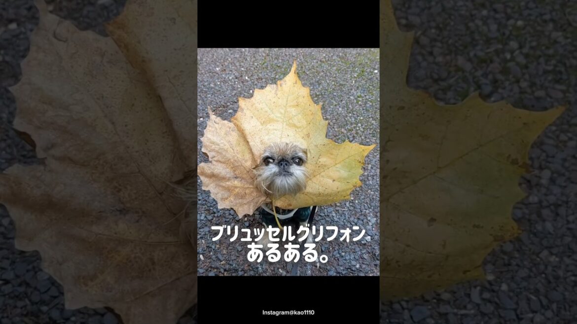 スターウォーズのチューバッカのモデルとなったブリュッセルグリフォンあるある♡#犬 #犬のいる暮らし #愛犬 #わんこ #犬バカ部 #ペット#犬好きな人と繋がりたい#ミックス犬 #ブリュッセルグリフォン