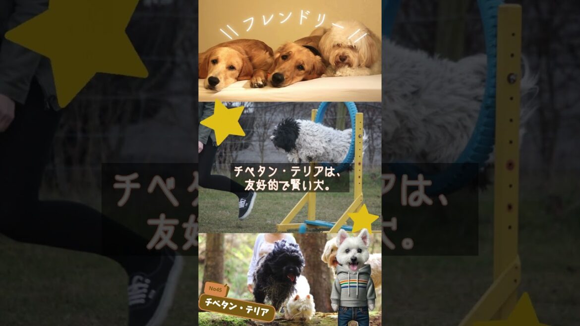 チベタン・テリアを紹介するます【犬種紹介No045】