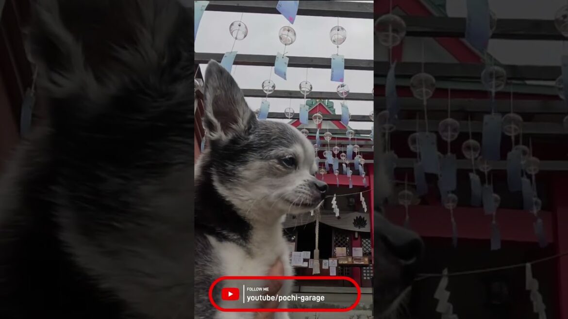 スムースコートチワワ ちび太くんと風鈴まつり@山梨 差出磯大嶽山神社 #Shorts #dog
