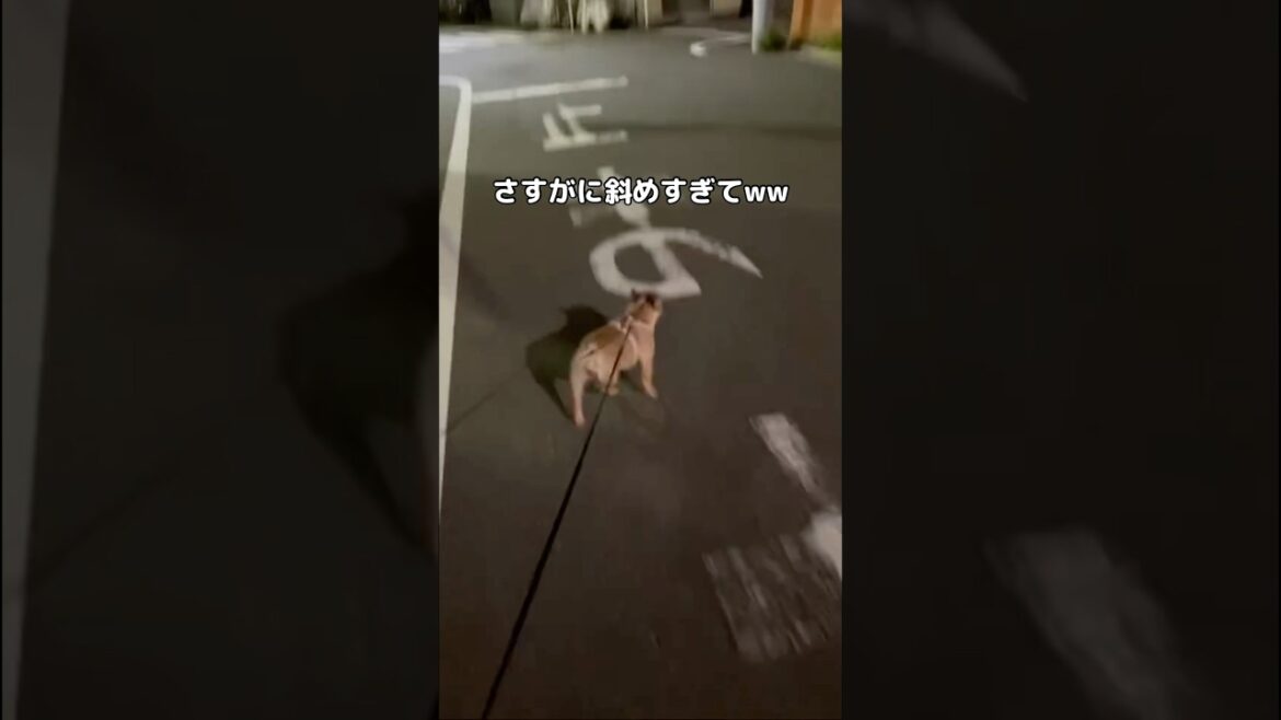 リードつけると斜め歩きになる #フレブル #フレンチブルドッグ #shorts リードつけると斜め歩きになる #フレブル #フレンチブルドッグ #shorts