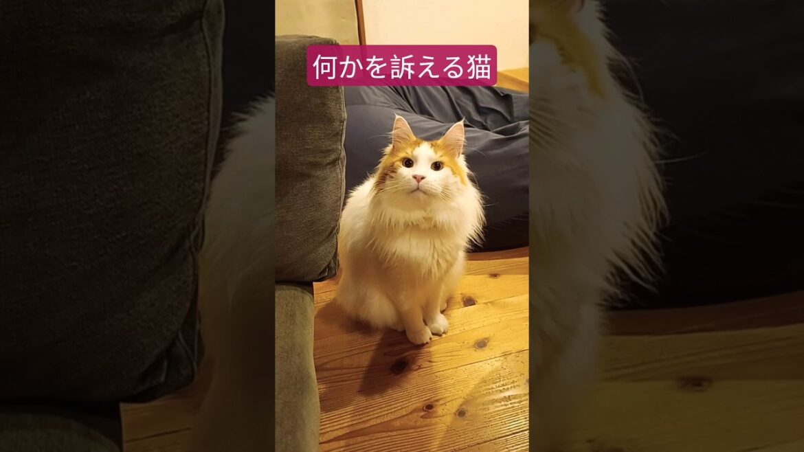 何を言いたいんだろう？ #猫の気持ち #メインクーン #猫 #猫のいる暮らし#cat #mainecoon #catlover​  #catshorts​ #cute​ #cutecat​ #fyp​