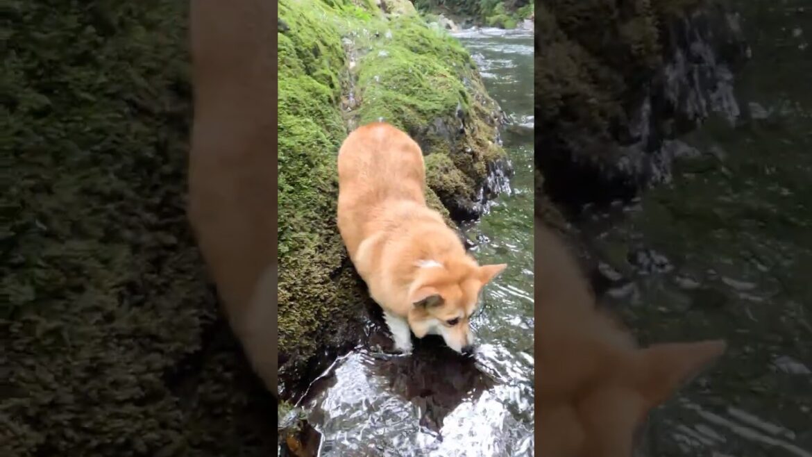 浅瀬に入るコーギー / A Corgi entering the shallows. #コーギー #corgi #サクラ