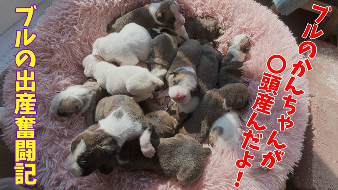 イングリッシュブルドッグのかんちゃんが出産したよ！ボクサー犬プフが大活躍！とても壮絶な1日だったよ！