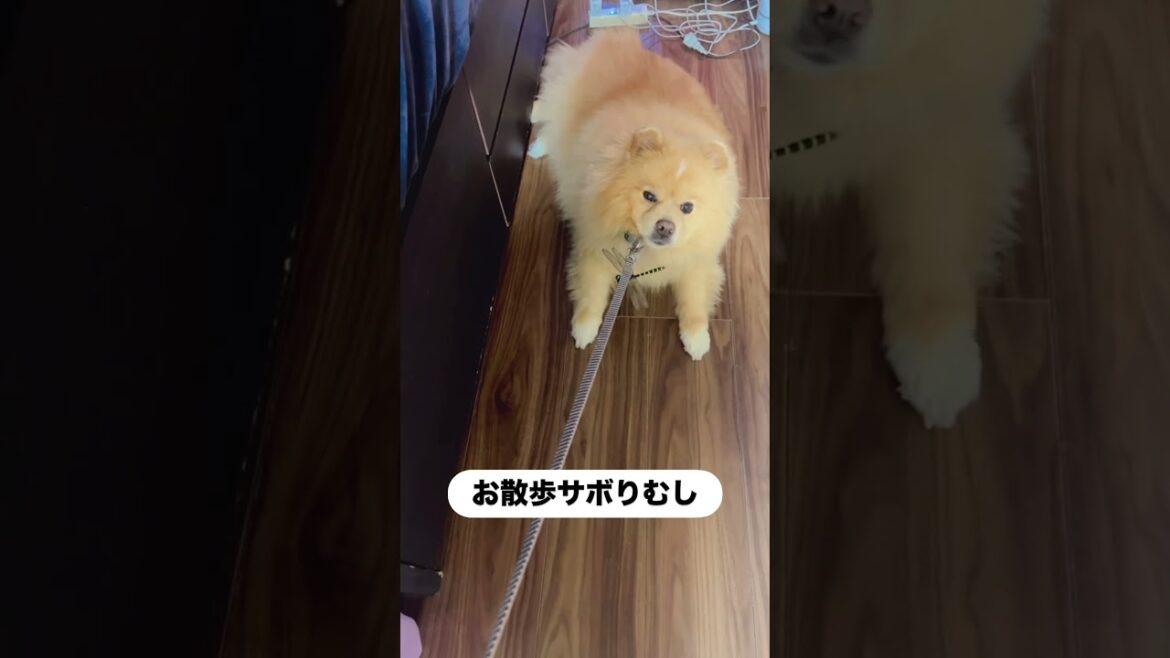 【15キロポメラニアン】　お散歩やだやだ