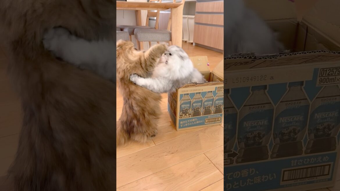 もふもふ猫バトルin箱 【サイベリアン】 #Shorts