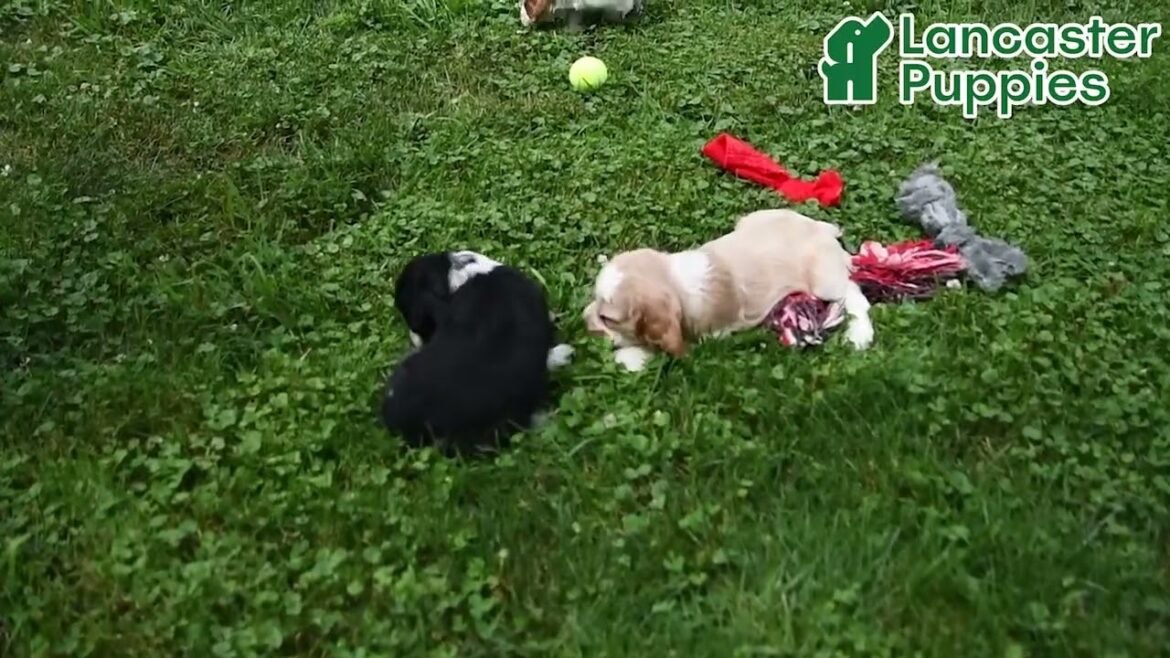 Beautiful Cocker Spaniel Puppies