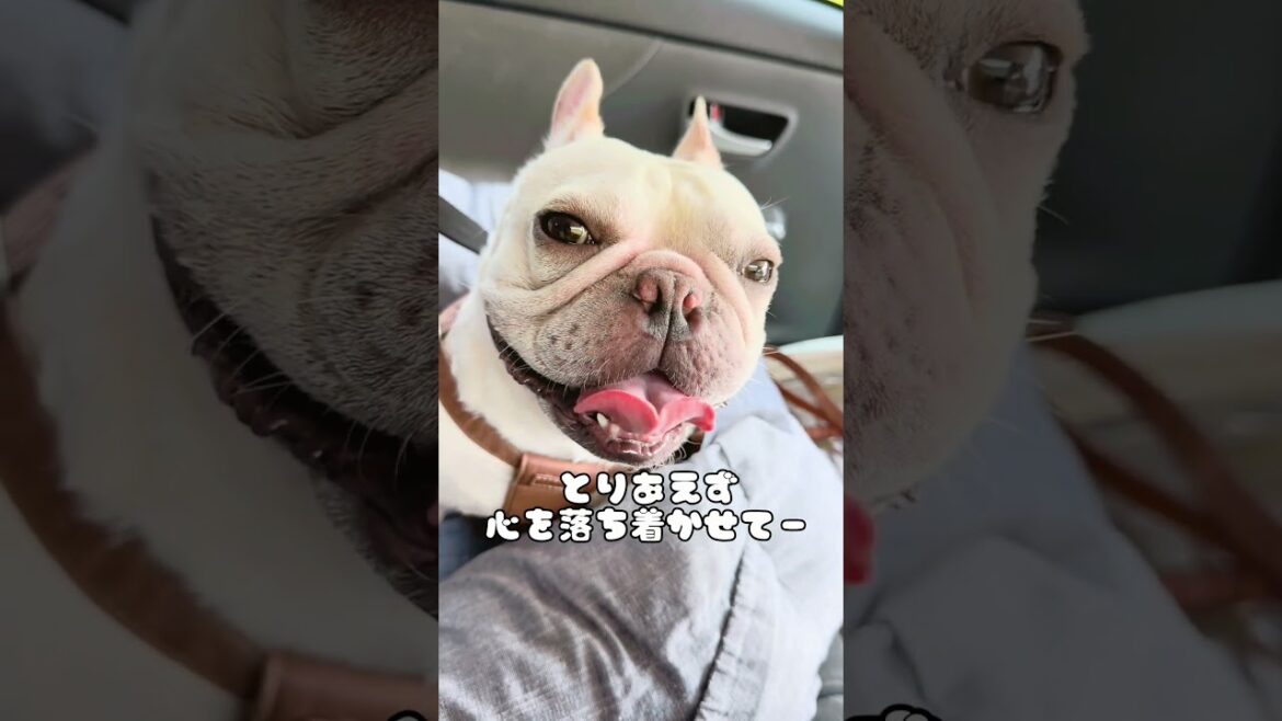 #フレンチブルドッグ ＃犬 #dog #frenchbulldog #shorts
