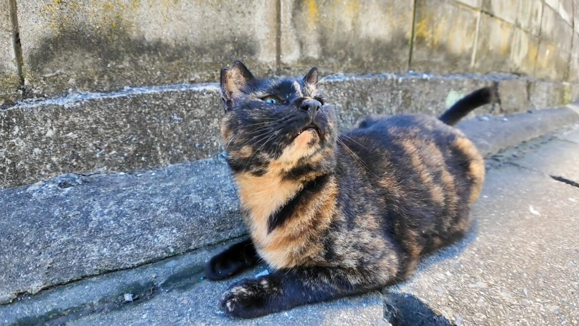 漁港の街の路地裏で出会った猫がかわいすぎた