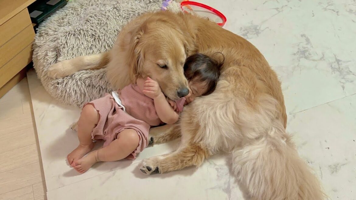 定期的に甘えにくる1歳児を母親のように受け入れて面倒を見てくれるゴールデンレトリバー 定期的に甘えにくる1歳児を母親のように受け入れて面倒を見てくれるゴールデンレトリバー