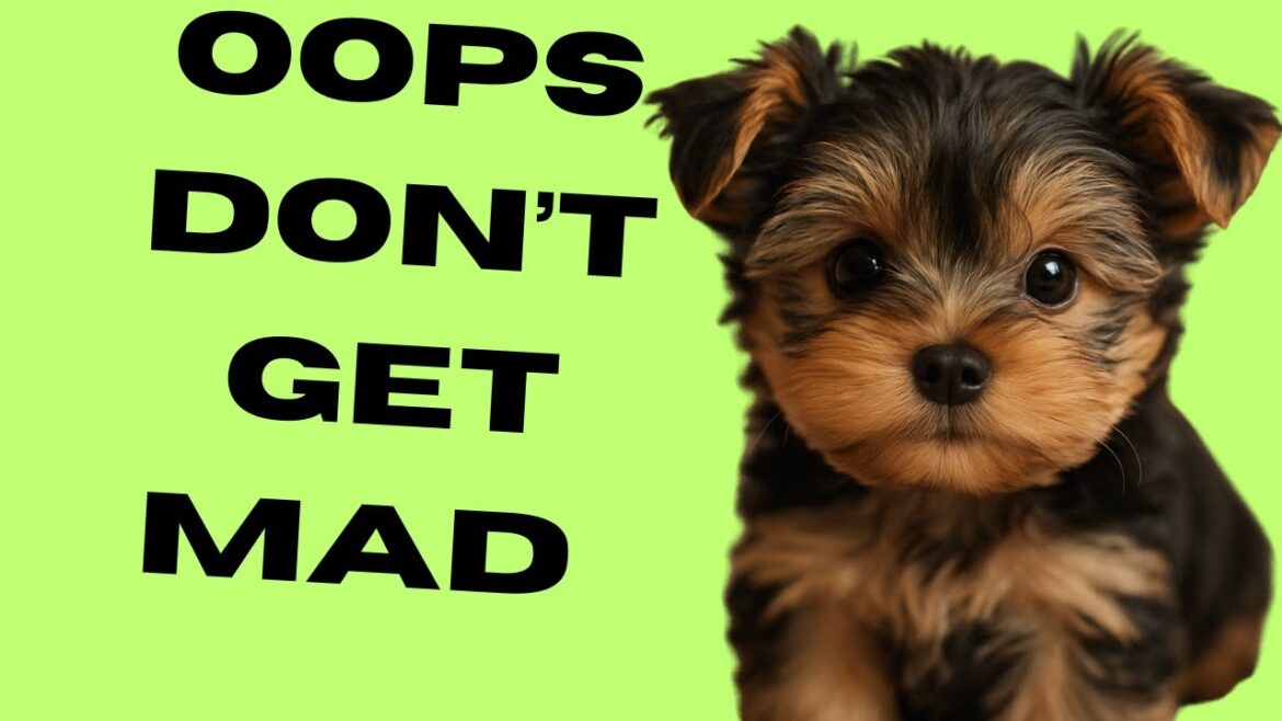 Super Cute Yorkie's pose to win your heart.  BarkBoys - Adventures  #yorkie #cutepuppy #dog