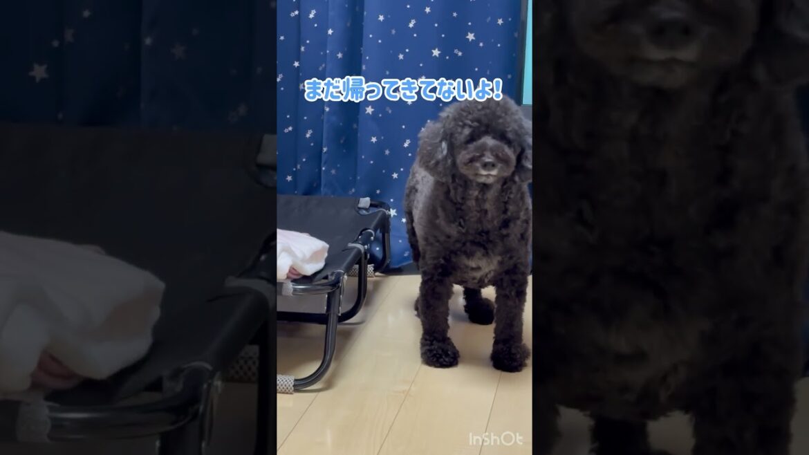 【デカプー】#トイプードル #12kg #黒プー #おやつ #癒し #わんこ #犬のいる生活 #犬 #犬との暮らし #父ちゃん大好き #大きいトイプードル #可愛い犬 #家族 #プードル