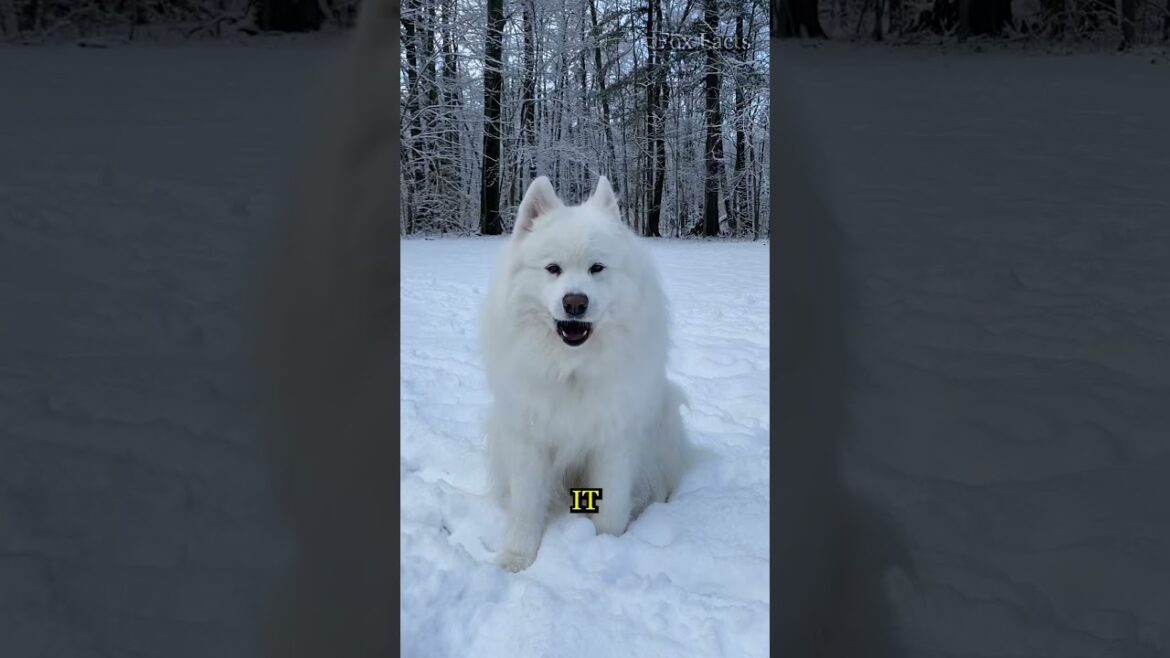 The Fluffiest Dog on Earth? 🐶 Meet the Samoyed! ❤️