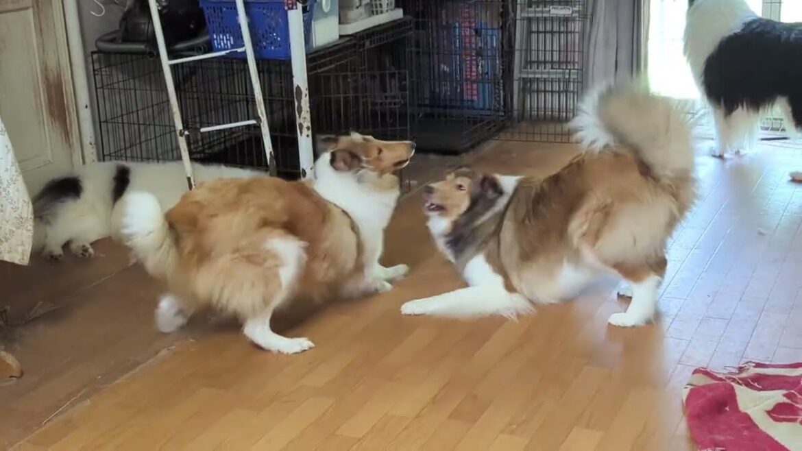 ﾗﾌｺﾘｰ　Motherlake ColliesマヨVSワカメ　26/07/2025