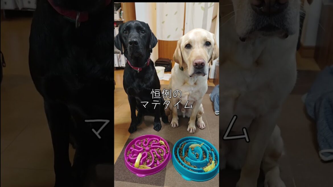 兄弟イッヌを待ち構える朝ごはん #ラブラドールレトリバー #ラブラドール #labrador #犬のいる生活 #shorts 兄弟イッヌを待ち構える朝ごはん #ラブラドールレトリバー #ラブラドール #labrador #犬のいる生活 #shorts
