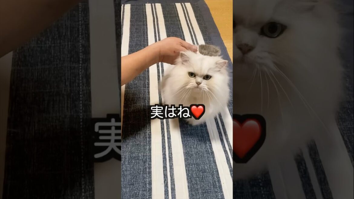 ほら見て、ネコだね〜💛ぎんちゃん編#shorts #ペルシャ猫 #cat #猫好きさんと繋がりたい