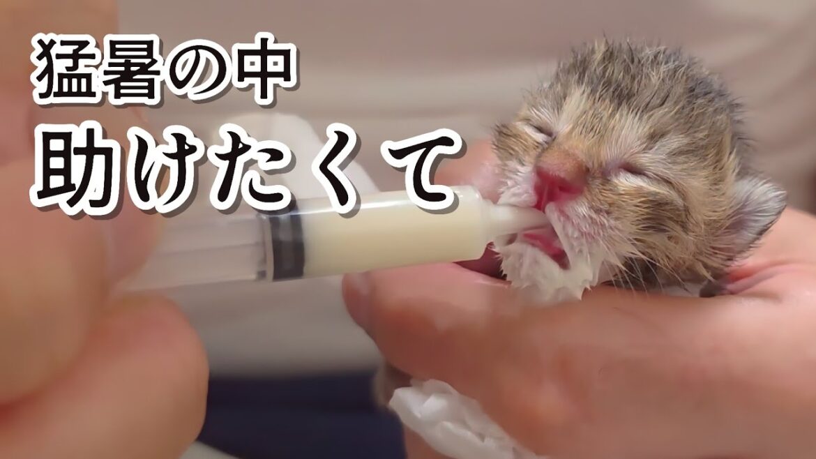 小さな命を守るために…子猫を保護しました。母猫はいなかった。探したけど、いなかった。そもそもこの地域は野良猫見かけないんです。