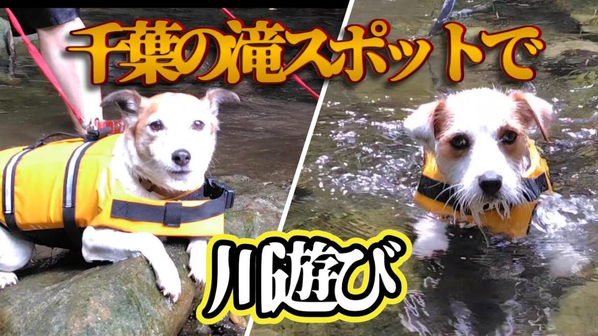 暑すぎる！！涼を求めてワンコと川遊び　　#ジャックラッセルテリア
