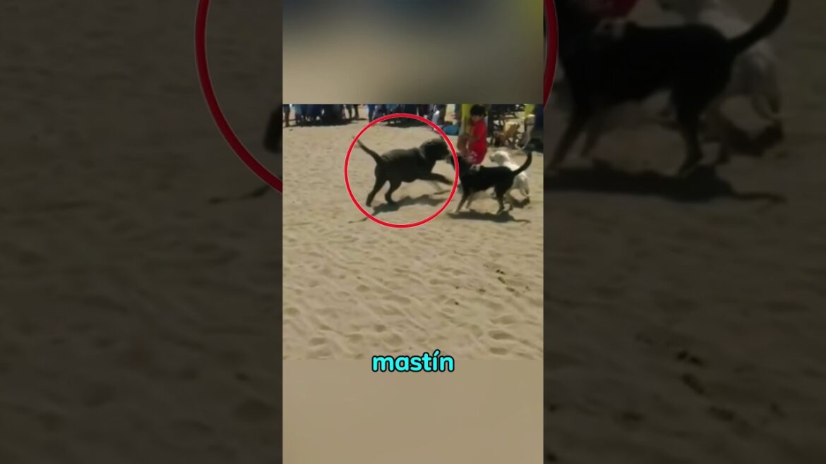 mastín napolitano protege a su familia de otros perros  #perros #animales