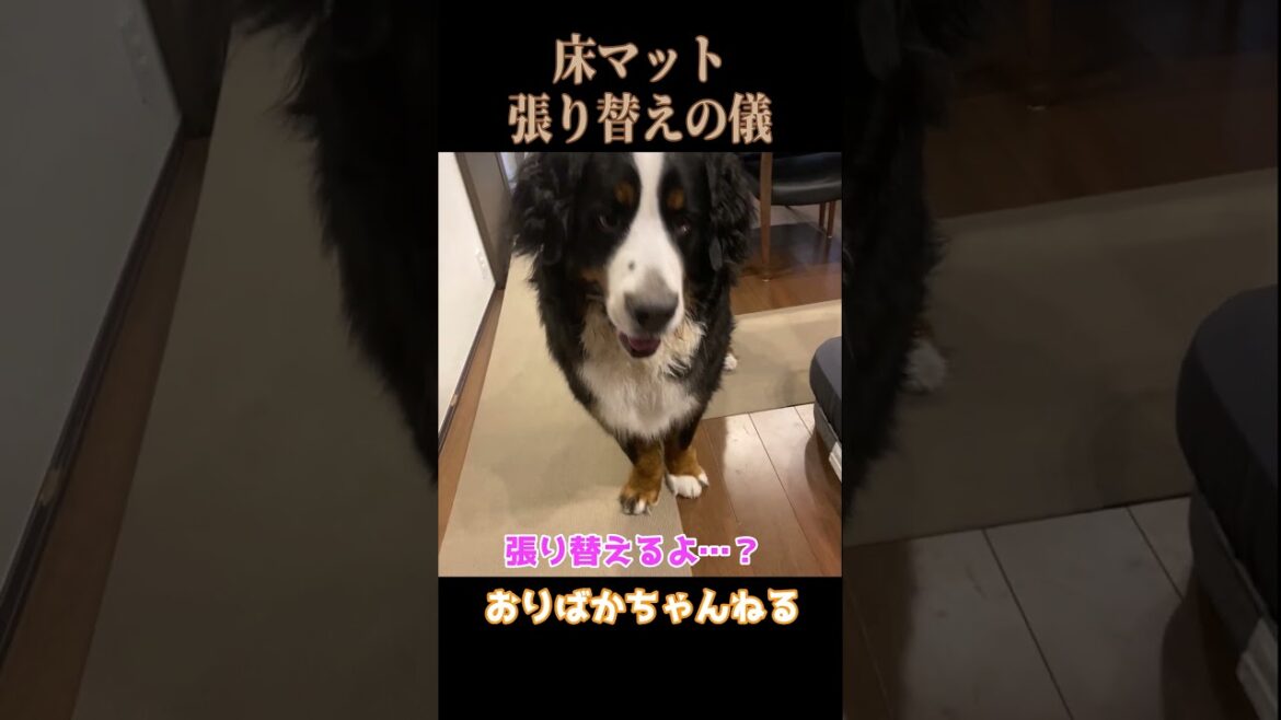床マットの張り替えに参加するバーニーズマウンテンドッグのオリバー #バーニーズマウンテンドッグ #bernesemountaindog #バーニーズ