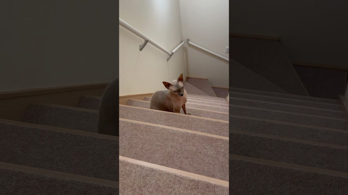 階段で動かない毛のない猫【スフィンクス】