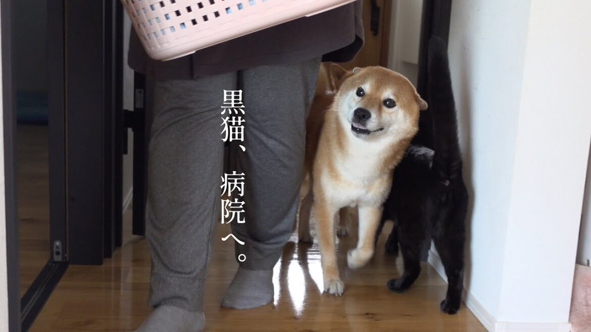 黒猫が病院へ!柴犬と立ち会う”心揺さぶられる一ヶ月” 黒猫が病院へ!柴犬と立ち会う”心揺さぶられる一ヶ月”