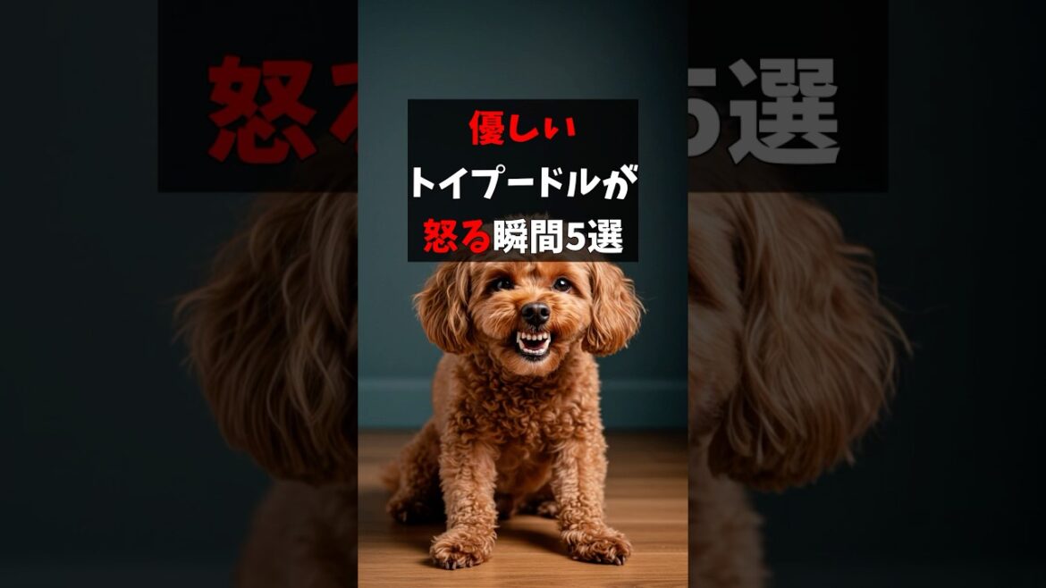 優しいトイプードルが怒る瞬間5選　#トイプードル #犬のいる暮らし #犬好き