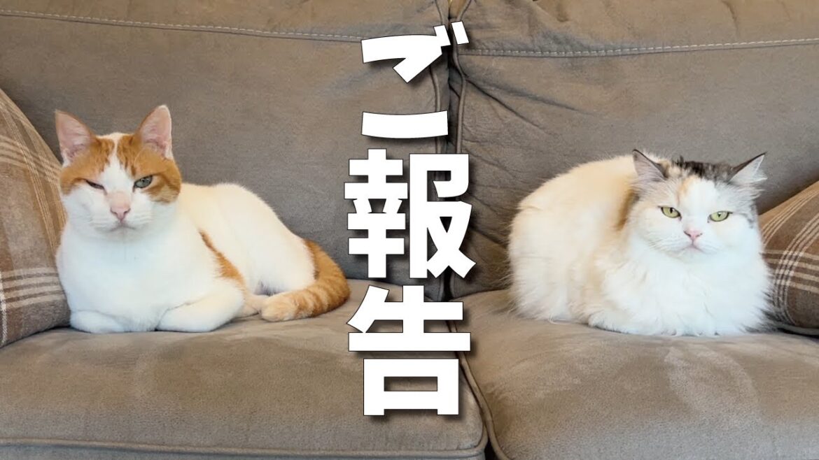 【ご報告】大変ご心配をおかけしましたッッッッ！！！！【関西弁でしゃべる猫】【猫アテレコ】