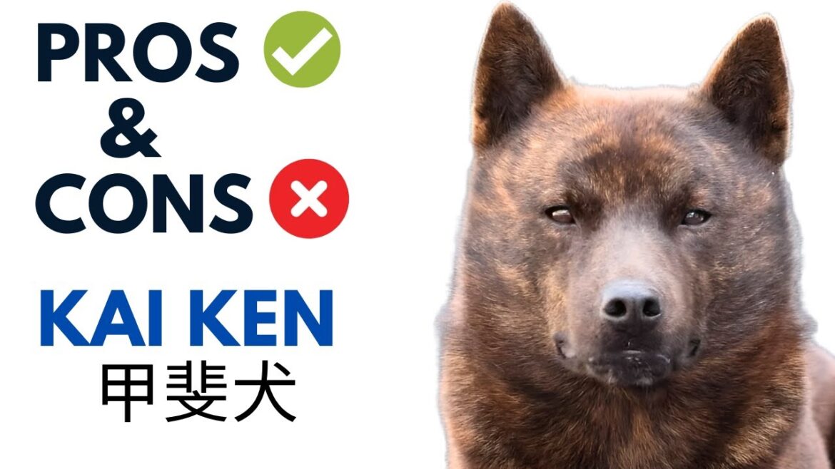 Kai Ken Dog Pros and Cons | Kai Ken 甲斐犬 Dog Advantages and Disadvantages